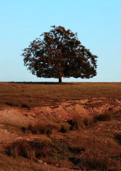 Lonely Tree